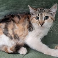 Prunelle, chatte à adopter