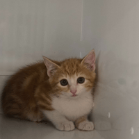 RUBIS, chat à adopter