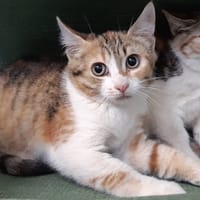 Picotine, chatte à adopter