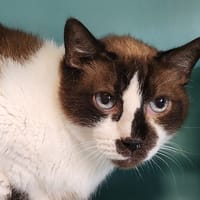 RISSER QCT (a trouvé sa famille), chat à adopter