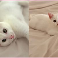 Chatouille, chatte à adopter