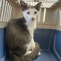 stich, chat à adopter