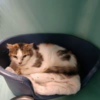 SAMBA QCT, chatte à adopter