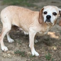 Rihana CAA15583, chienne à adopter