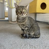 JAY-Z, chat à adopter
