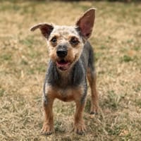 Eddie CAA15634, chien à adopter