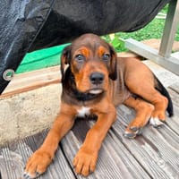 BAO, chien à adopter