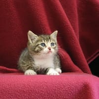PETIT PRINCE HAB17650, chat à adopter