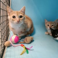 CHERKI QCT, chat à adopter