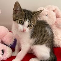 Chatounette (En cours d'adoption), chatte à adopter