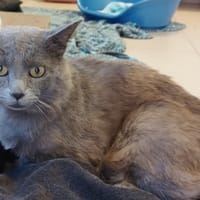 LOUSTIC, chat à adopter