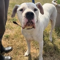 Ramsès, chien à adopter