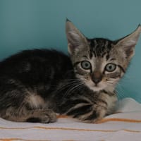RUMBA réservée, chatte à adopter