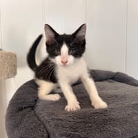 Tazz, chat à adopter
