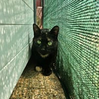 PANTAY, chatte à adopter
