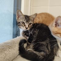 MC CRISPY QCT (a trouvé sa famille), chat à adopter