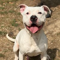 Gilou CAA15643, chien à adopter