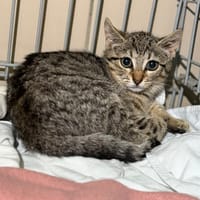 Elix CAB5931, chatte à adopter