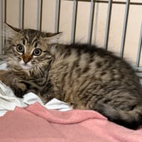 Nyxie CAB5930, chatte à adopter
