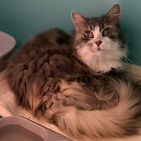 Sophia CAB5561, chatte à adopter