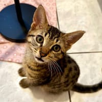 Loup [Chaton], chat à adopter