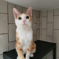 SOLEIL HAB17687, chat à adopter