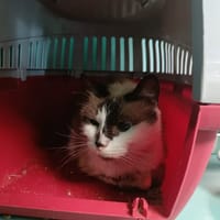 DESCHAMPS QCT, chatte à adopter