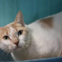 SENA HAB17661, chatte à adopter