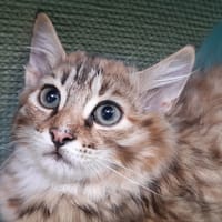 Poppies, chatte à adopter