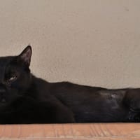 Hoshi, chatte à adopter