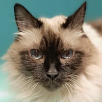 Samoura, chatte à adopter