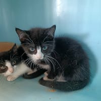 THURAM QCT, chat à adopter
