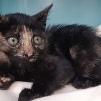 Tadaa, chatte à adopter