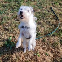 SPIKE QCN ( a trouvé sa famille), chien à adopter