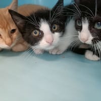 OLISE QCT, chatte à adopter