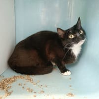 BARCOLA QCT, chatte à adopter