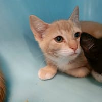 MAIGNAN QCT, chat à adopter