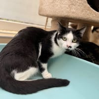 Naya CAB5811, chatte à adopter