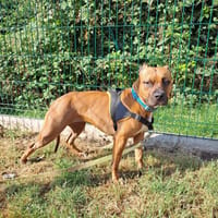 VENUS QCN, chienne à adopter