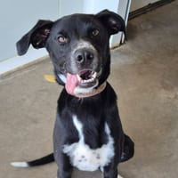 BOUNTY QCN, chien à adopter