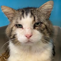 Bombyx, chat à adopter