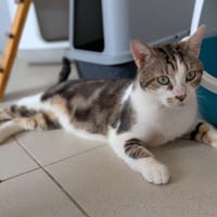 Titi, chat à adopter