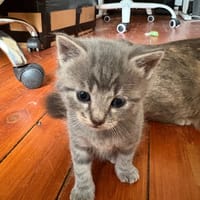 bacchus, chat à adopter