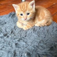 belenos, chat à adopter