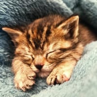 Minnie, chatte à adopter