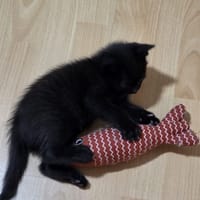 ours, chat à adopter