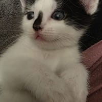 indi, chatte à adopter