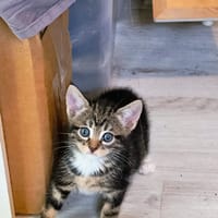 chihiro, chatte à adopter