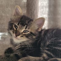 bandit, chat à adopter