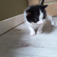 ciboulette, chatte à adopter